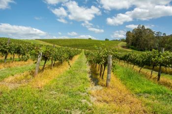 Vineyards — Murphy Plumbing In Hunter Valley, NSW